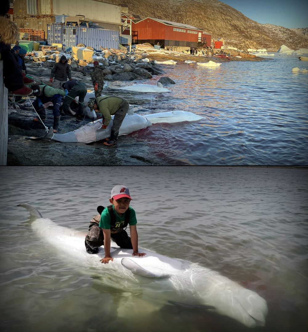 Save the Ocean, Jörn Kriebel, Save the Ocean, Faröer Inseln, Grind Wale Delfine, Delfine, Orca Wal, Beluga Wal, Blut, Abschaltungen, Mord, Dänemark, Waljagd, Kanada, Grönland, Eisbären, Waljagd Kanada, Waljagd Grönland, Orca, Orcas, Killerwale, Orca Jagt, Beluga Wale Jagt