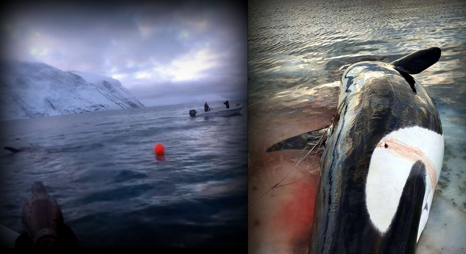 Save the Ocean, Jörn Kriebel, Save the Ocean, Faröer Inseln, Grind Wale Delfine, Delfine, Orca Wal, Beluga Wal, Blut, Abschaltungen, Mord, Dänemark, Waljagd, Kanada, Grönland, Eisbären, Waljagd Kanada, Waljagd Grönland, Orca, Orcas, Killerwale, Orca Jagt, Beluga Wale Jagt