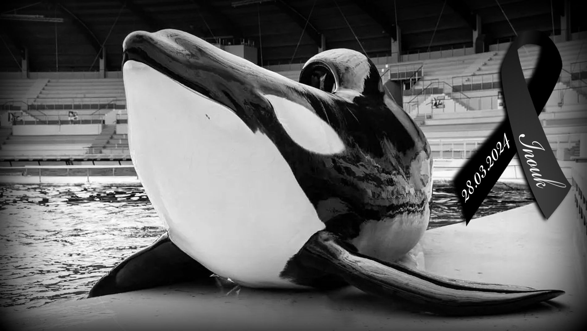 Jörn Kriebel, Save the Ocean, Delfinarium, Empty The Tanks, Dolphin Project, Ric Obarry, Blackfish, Captivity Whales & Dolphins, Frankreich Antibes, Marineland Frankreich, Orca Inouk, Marineland Antibes in Frankreich