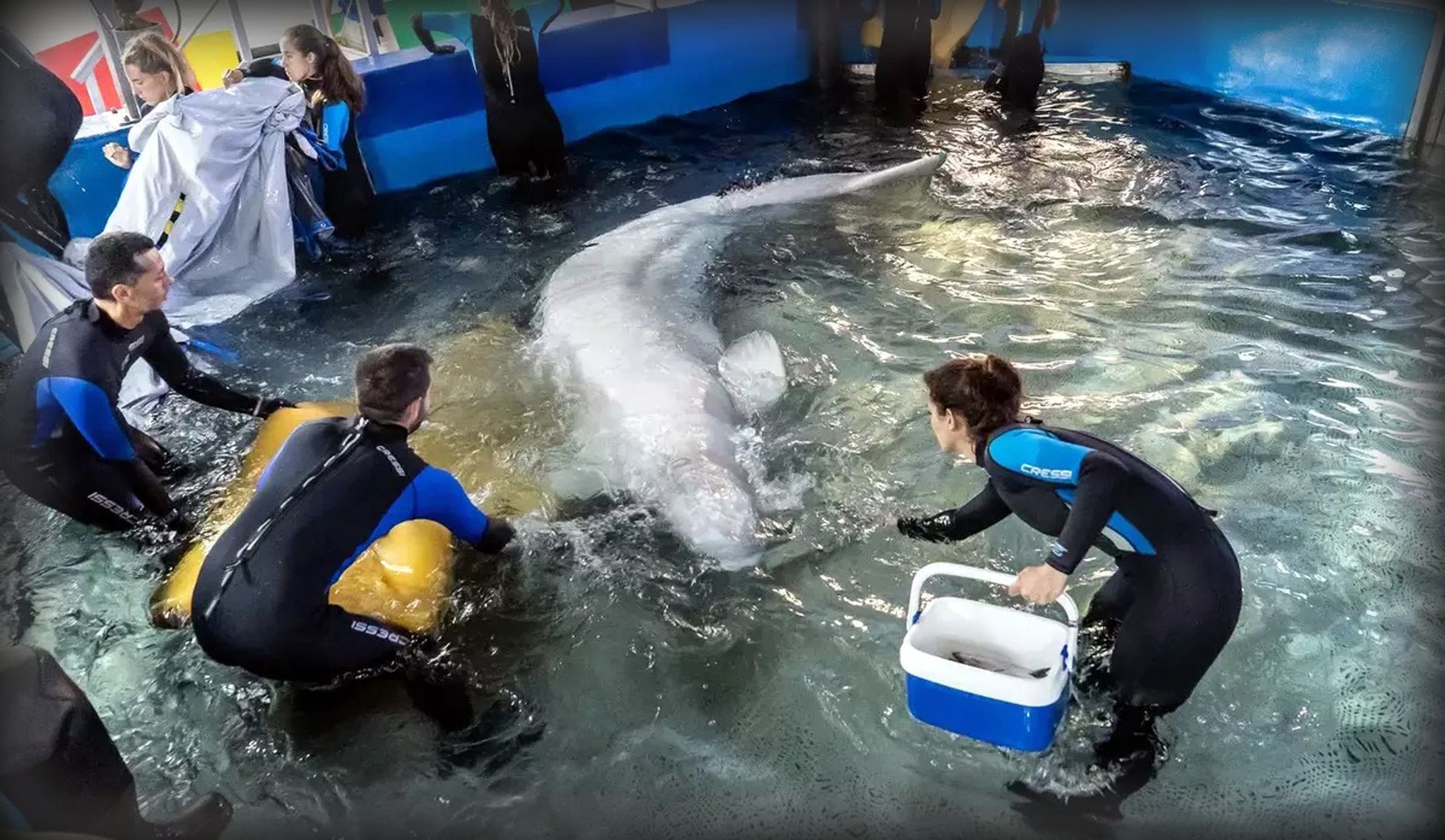Jörn Kriebel, Save the Ocean, Delfinarium, Empty The Tanks, Dolphin Project, Ric Obarry, Blackfish, Captivity Whales & Dolphins, Aquarium in Charkiw Ukraine, Belugawale Ukraine, Das Versagen im ukrainischen Tierschutz