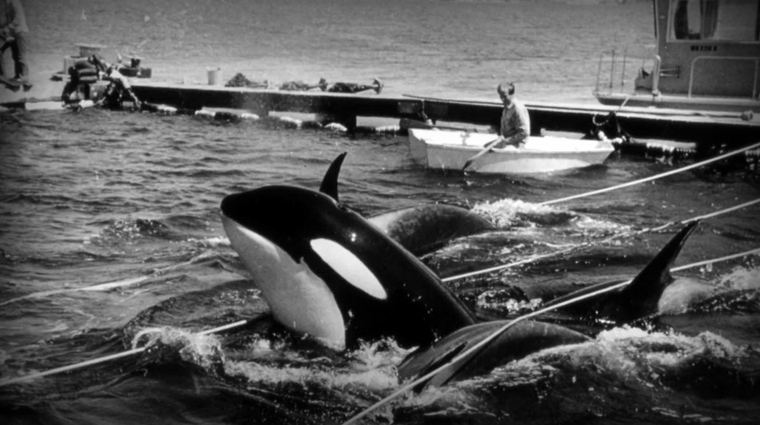 Save the Ocean, Jörn Kriebel, Wale, Orca, Beluga, Delfine, Delfinarium, Gefangenschaft, Wale Gefangenschaft, Orca Gefangenschaft, Delfine Gefangenschaft, Empty The Tanks, Dolphin Project, Ric Obarry, Blackfish, Captivity Whales & Dolphins, Orca Lolita
