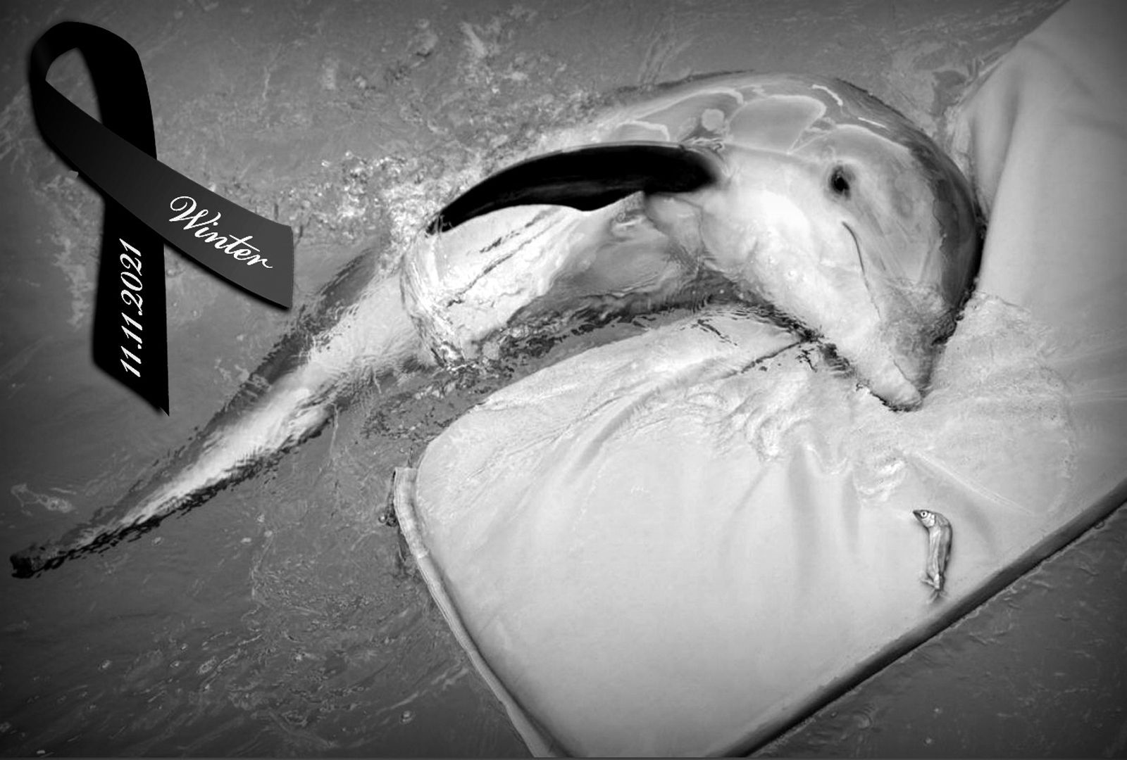 Save the Ocean, Jörn Kriebel, Wale, Orca, Beluga, Delfine, Delfinarium, Gefangenschaft, Wale Gefangenschaft, Orca Gefangenschaft, Delfine Gefangenschaft, Empty The Tanks, Dolphin Project, Ric Obarry, Blackfish, Captivity Whales & Dolphins, Delfin Winter