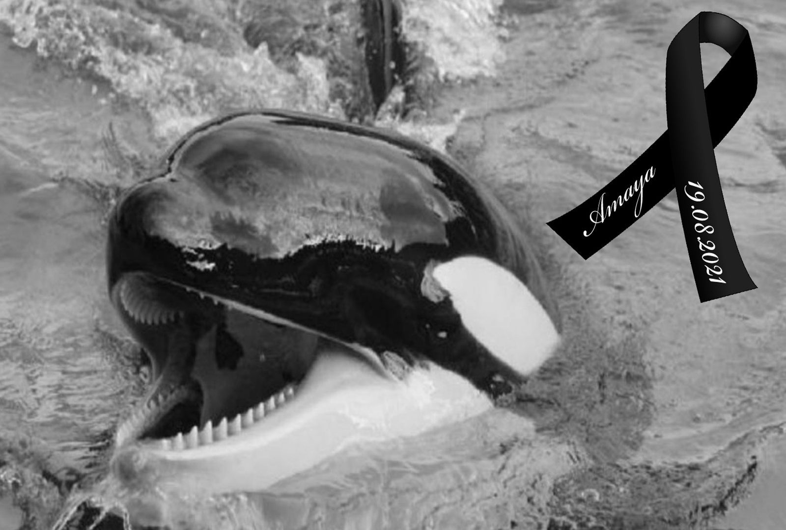 Save the Ocean, Jörn Kriebel, Wale, Orca, Beluga, Delfine, Delfinarium, Gefangenschaft, Wale Gefangenschaft, Orca Gefangenschaft, Delfine Gefangenschaft, Empty The Tanks, Dolphin Project, Ric Obarry, Blackfish, Captivity Whales & Dolphins, Orca Amaya