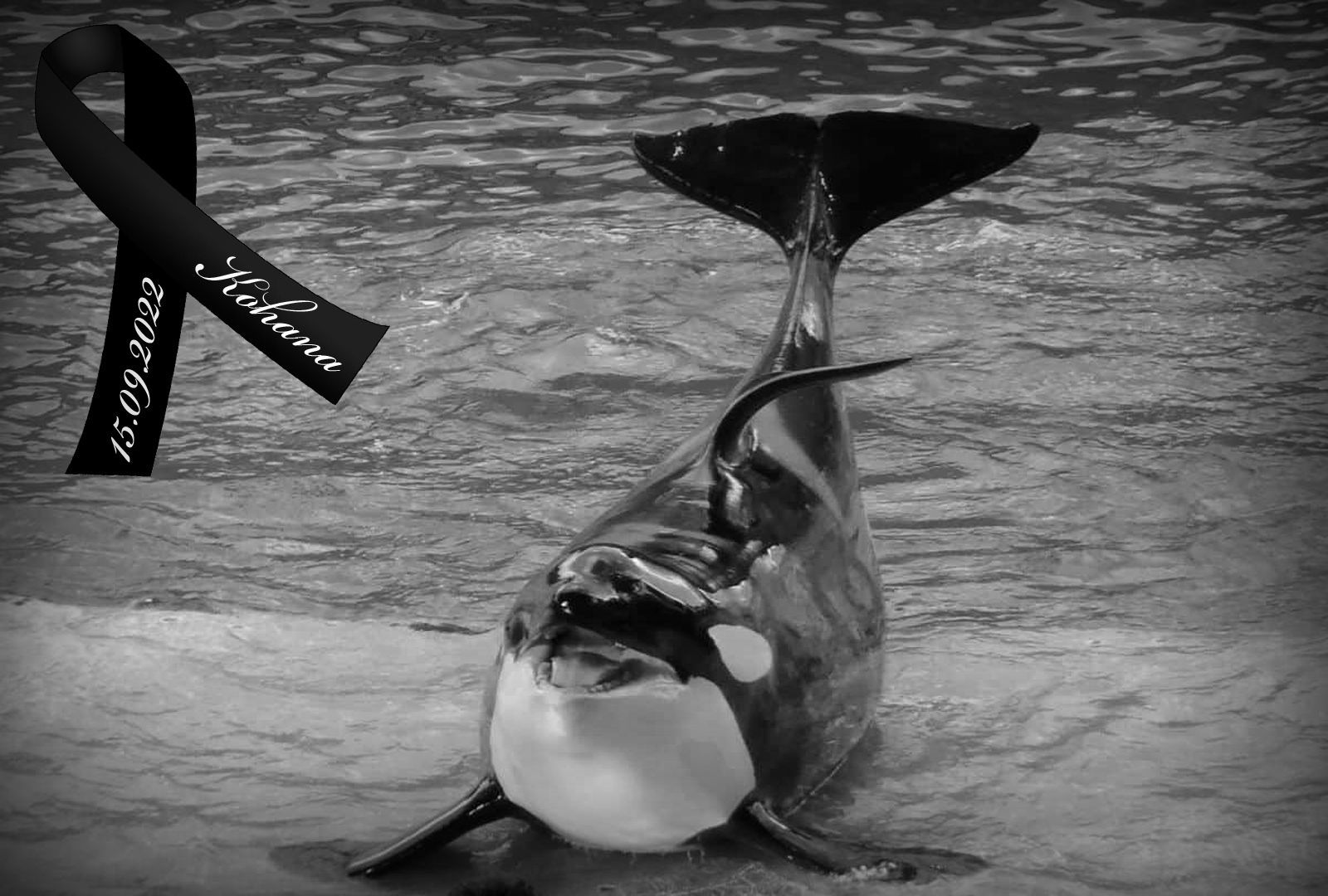 Save the Ocean, Jörn Kriebel, Wale, Orca, Beluga, Delfine, Delfinarium, Gefangenschaft, Wale Gefangenschaft, Orca Gefangenschaft, Delfine Gefangenschaft, Empty The Tanks, Dolphin Project, Ric Obarry, Blackfish, Captivity Whales & Dolphins, Orca Kohana