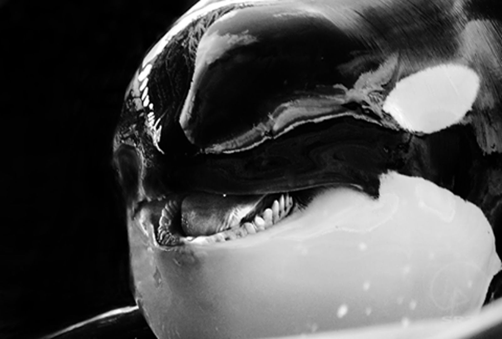 Save the Ocean, Jörn Kriebel, Wale, Orca, Beluga, Delfine, Delfinarium, Gefangenschaft, Wale Gefangenschaft, Orca Gefangenschaft, Delfine Gefangenschaft, Empty The Tanks, Dolphin Project, Ric Obarry, Blackfish, Captivity Whales & Dolphins, Orca Tillikum,