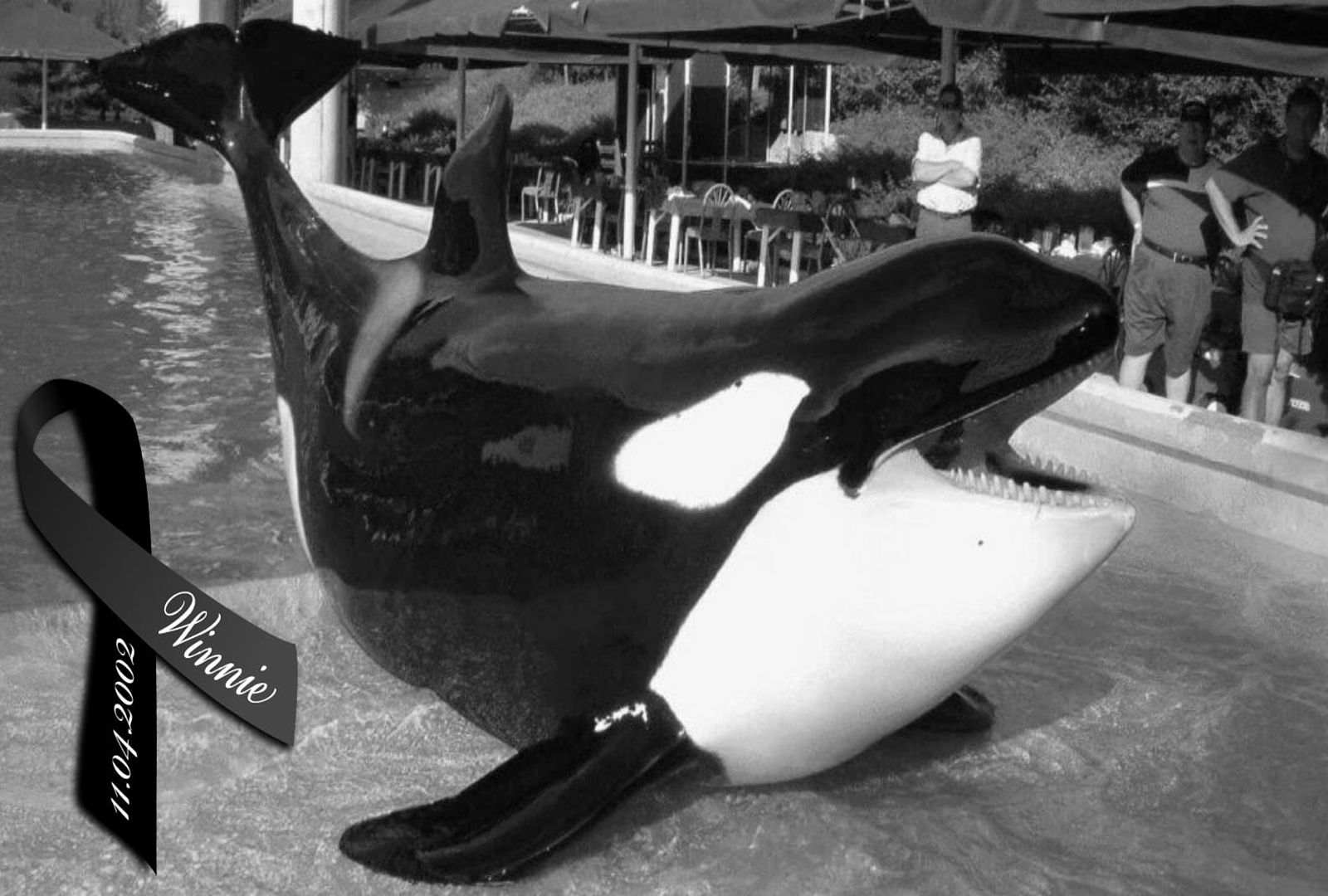 Save the Ocean, Jörn Kriebel, Wale, Orca, Beluga, Delfine, Delfinarium, Gefangenschaft, Wale Gefangenschaft, Orca Gefangenschaft, Delfine Gefangenschaft, Empty The Tanks, Dolphin Project, Ric Obarry, Blackfish, Captivity Whales & Dolphins, Orca Winnie
