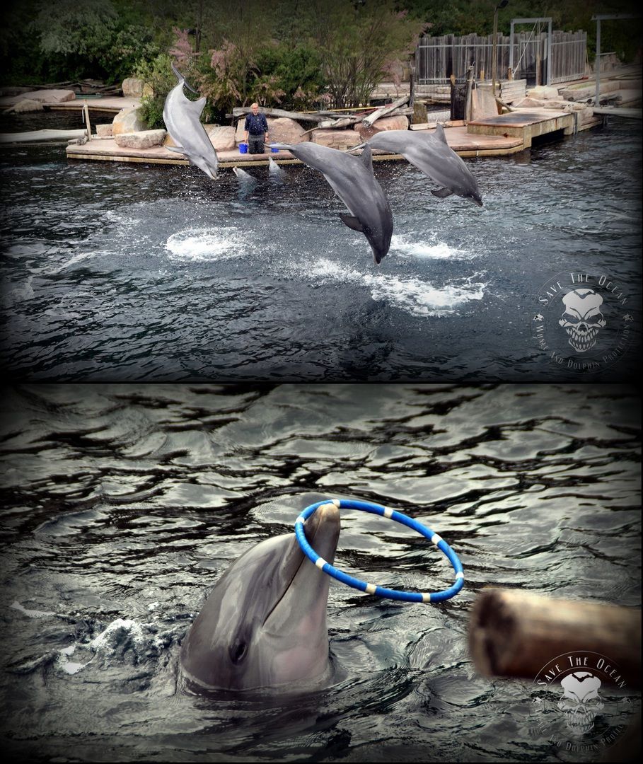 Tiergarten Nürnberg Nürnberg, Save the Ocean, Jörn Kriebel, Tokio Hotel, Tom Kaulitz, Bill Kaulitz, Heidi Klum, Wal, Orca, Beluga, Delfine, Delfinarium, Gefangenschaft, Wale Gefangenschaft, Empty The Tanks, Dolphin Project, Ric Obarry, Blackfish, Captivit