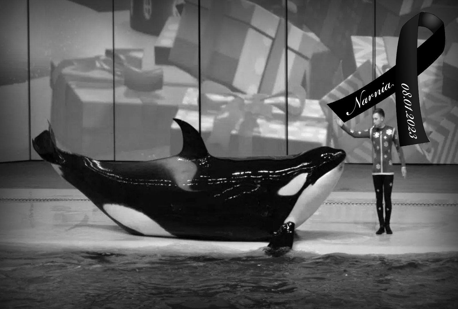 Save the Ocean, Jörn Kriebel, Wale, Orca, Beluga, Delfine, Delfinarium, Gefangenschaft, Wale Gefangenschaft, Orca Gefangenschaft, Delfine Gefangenschaft, Empty The Tanks, Dolphin Project, Ric Obarry, Blackfish, Captivity Whales & Dolphins, Orca Narnia
