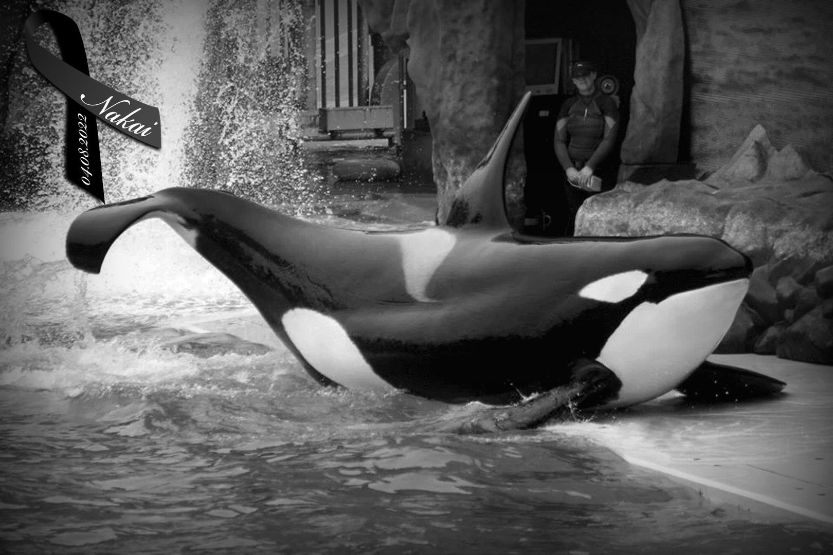 Save the Ocean, Jörn Kriebel, Wale, Orca, Beluga, Delfine, Delfinarium, Gefangenschaft, Wale Gefangenschaft, Orca Gefangenschaft, Delfine Gefangenschaft, Empty The Tanks, Dolphin Project, Ric Obarry, Blackfish, Captivity Whales & Dolphins, Orca Nakai