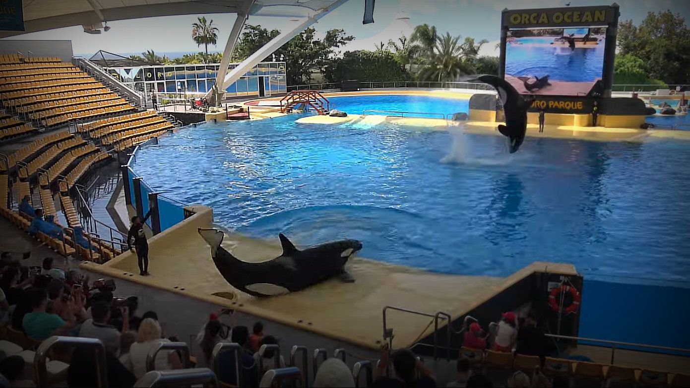 Save the Ocean, Jörn Kriebel, Wale, Orca, Beluga, Delfine, Delfinarium, Gefangenschaft, Wale Gefangenschaft, Orca Gefangenschaft, Delfine Gefangenschaft, Empty The Tanks, Dolphin Project, Ric Obarry, Blackfish, Captivity Whales & Dolphins, Orca Ula, Orca Orca Keto,