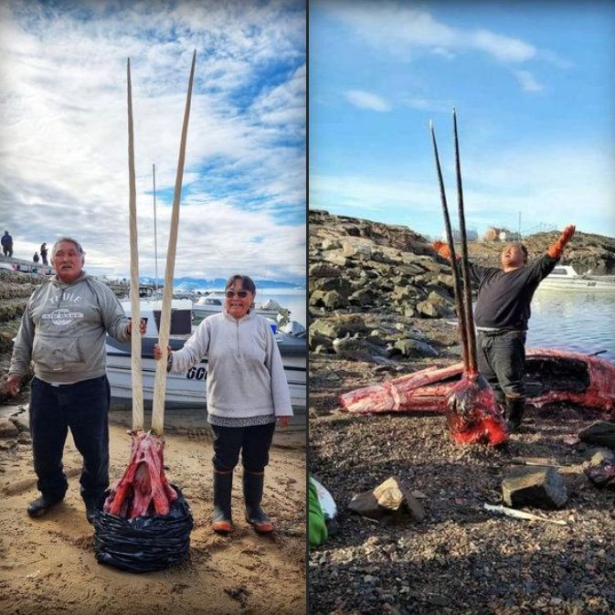Save the Ocean, Jörn Kriebel, Save the Ocean, Faröer Inseln, Grind Wale Delfine, Delfine, Orca Wal, Beluga Wal, Blut, Abschaltungen, Mord, Dänemark, Waljagd, Kanada, Grönland, Eisbären, Waljagd Kanada, Waljagd Grönland, Orca, Orcas, Killerwale, Orca Jagt, Beluga Wale Jagt