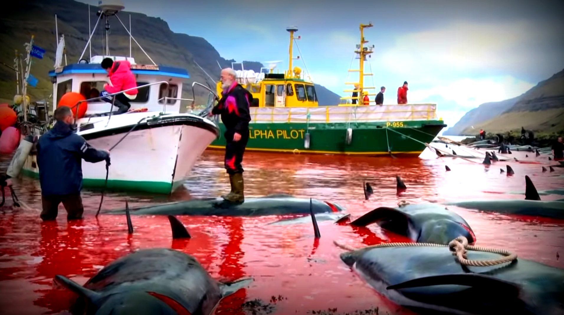 Save the Ocean, Jörn Kriebel, Save the Ocean, Färöer Inseln, Grind Wale Delfine, Delfine, Orca Wal, Beluga Wal, Blut, Abschaltungen, Mord, Dänemark, Sea Shepherd