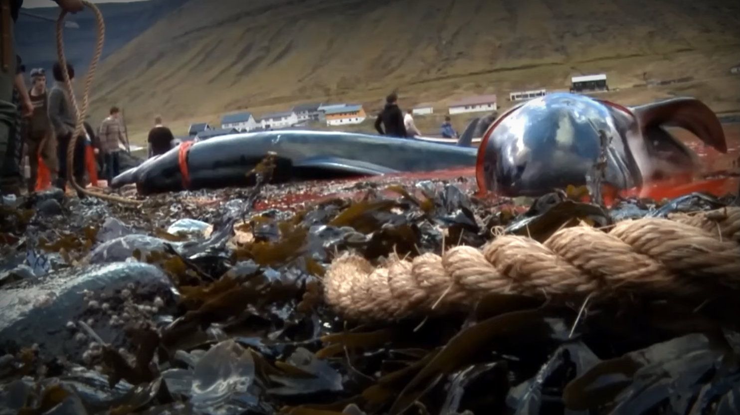 Save the Ocean, Jörn Kriebel, Save the Ocean, Färöer Inseln, Grind Wale Delfine, Delfine, Orca Wal, Beluga Wal, Blut, Abschaltungen, Mord, Dänemark, Sea Shepherd