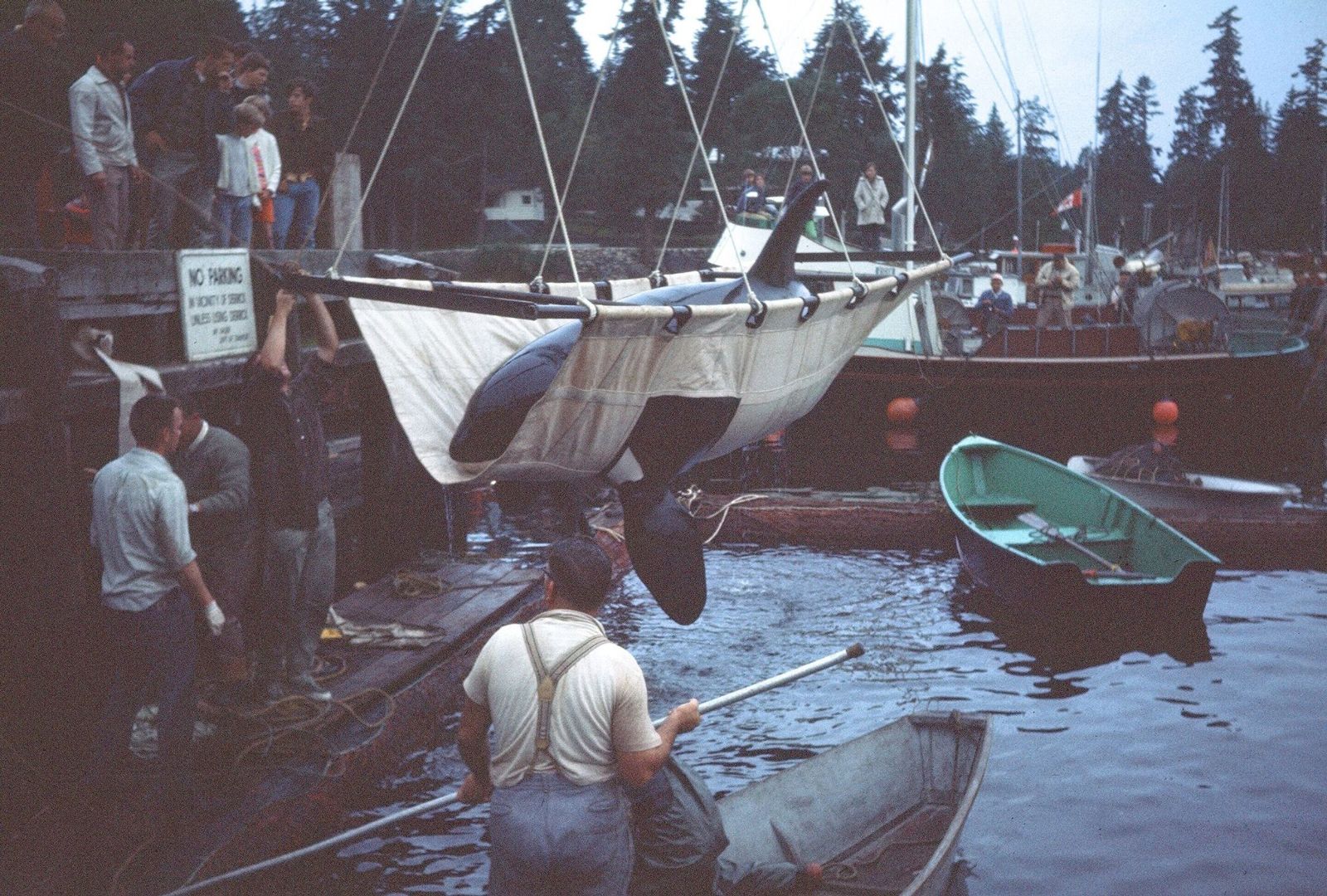 Save the Ocean, Jörn Kriebel, Wale, Orca, Beluga, Delfine, Delfinarium, Wale Gefangenschaft, Orca Gefangenschaft, Delfine Gefangenschaft, Empty The Tanks, Japan Taiji, Blackfish, Orca Corky