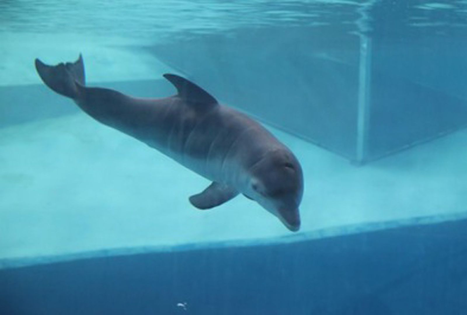 Save the Ocean, Jörn Kriebel, Wale, Orca, Beluga, Delfine, Delfinarium, Wale Gefangenschaft, Orca Gefangenschaft, Delfine Gefangenschaft, Empty The Tanks, Japan Taiji, Blackfish, Delfin Skinny