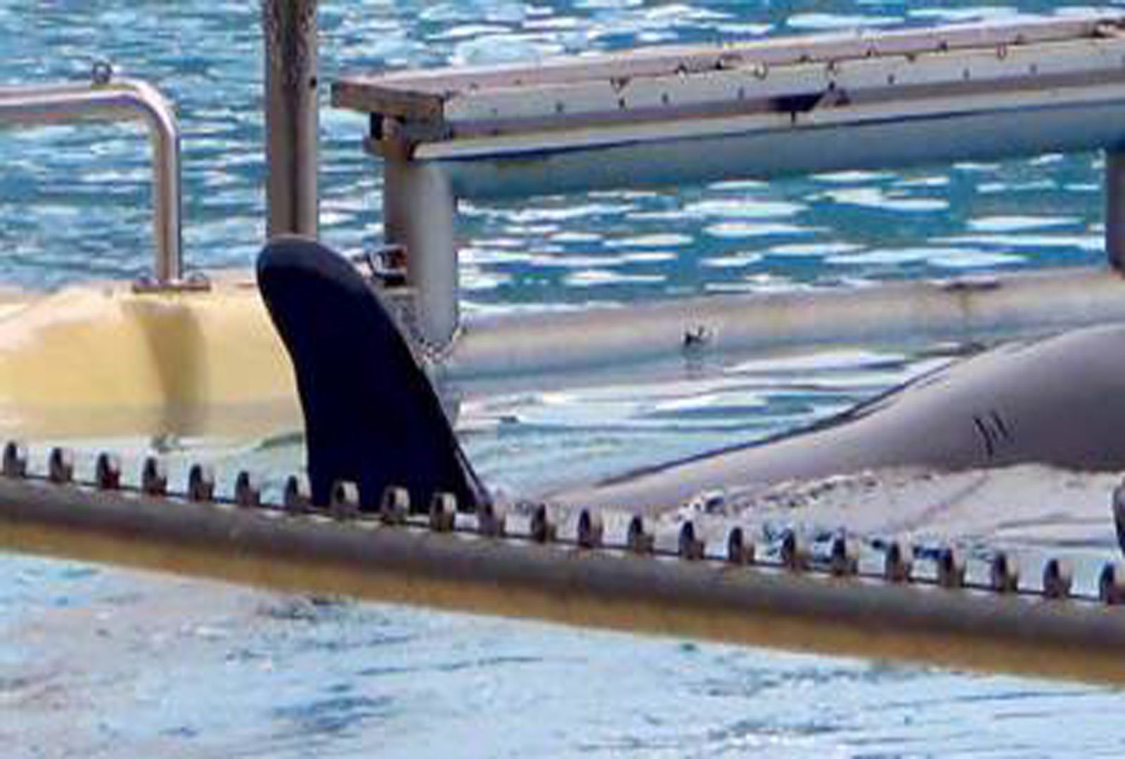 Save the Ocean, Jörn Kriebel, Wale, Orca, Beluga, Delfine, Delfinarium, Wale Gefangenschaft, Orca Gefangenschaft, Delfine Gefangenschaft, Empty The Tanks, Japan Taiji, Blackfish, Loro Parque