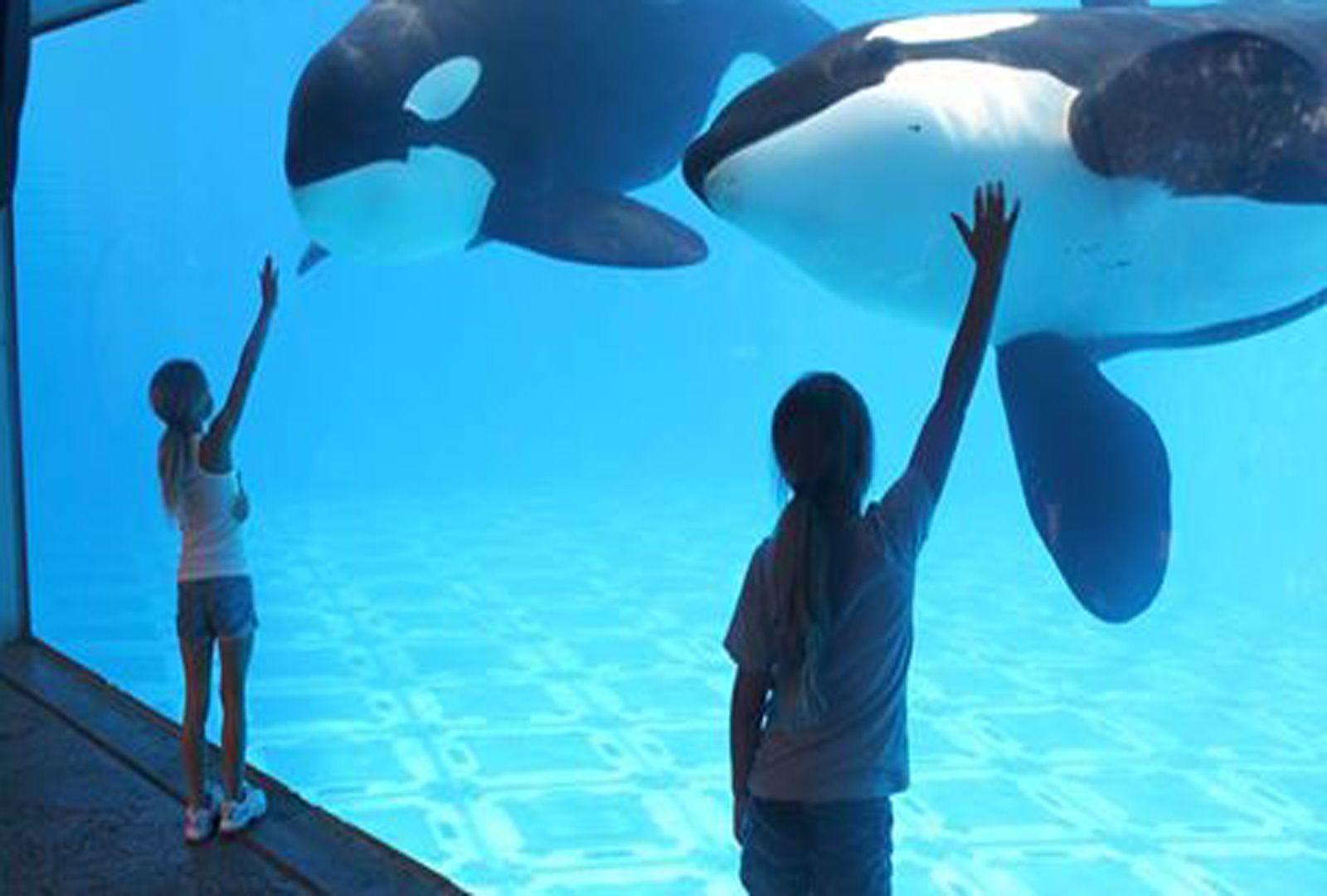 Save the Ocean, Jörn Kriebel, Wale, Orca, Beluga, Delfine, Delfinarium, Wale Gefangenschaft, Orca Gefangenschaft, Delfine Gefangenschaft, Empty The Tanks, Japan Taiji, Blackfish, Sea World, Robert Gaiss