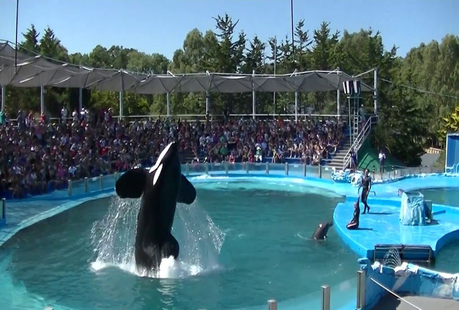 Save the Ocean, Jörn Kriebel, Wale, Orca, Beluga, Delfine, Delfinarium, Wale Gefangenschaft, Orca Gefangenschaft, Delfine Gefangenschaft, Empty The Tanks, Japan Taiji, Blackfish, Orca  Kshamenk