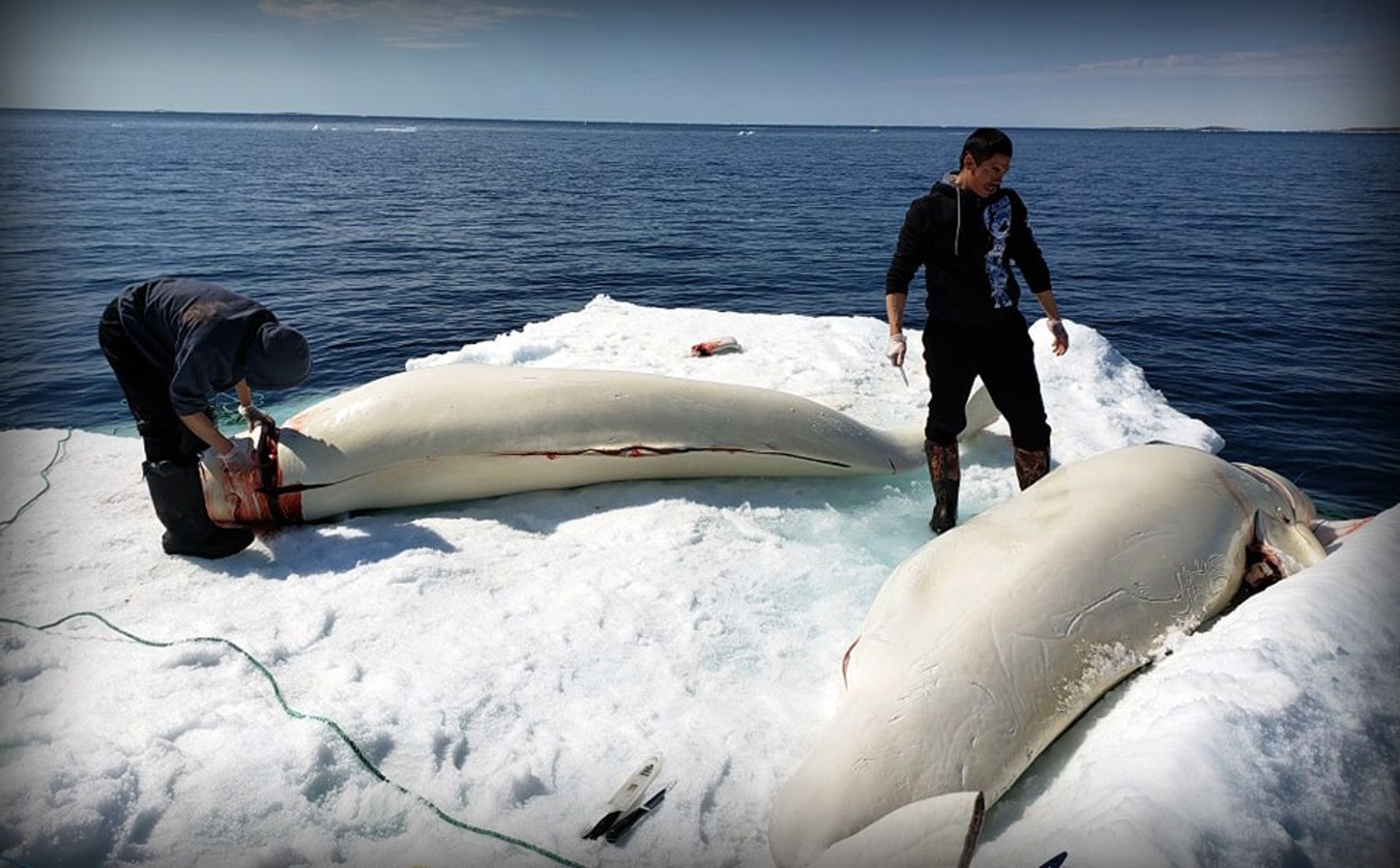 Save the Ocean, Jörn Kriebel, Save the Ocean, Faröer Inseln, Grind Wale Delfine, Delfine, Orca Wal, Beluga Wal, Blut, Abschaltungen, Mord, Dänemark, Waljagd, Kanada, Grönland, Eisbären, Waljagd Kanada, Waljagd Grönland, Orca, Orcas, Killerwale, Orca Jagt, Beluga Wale Jagt