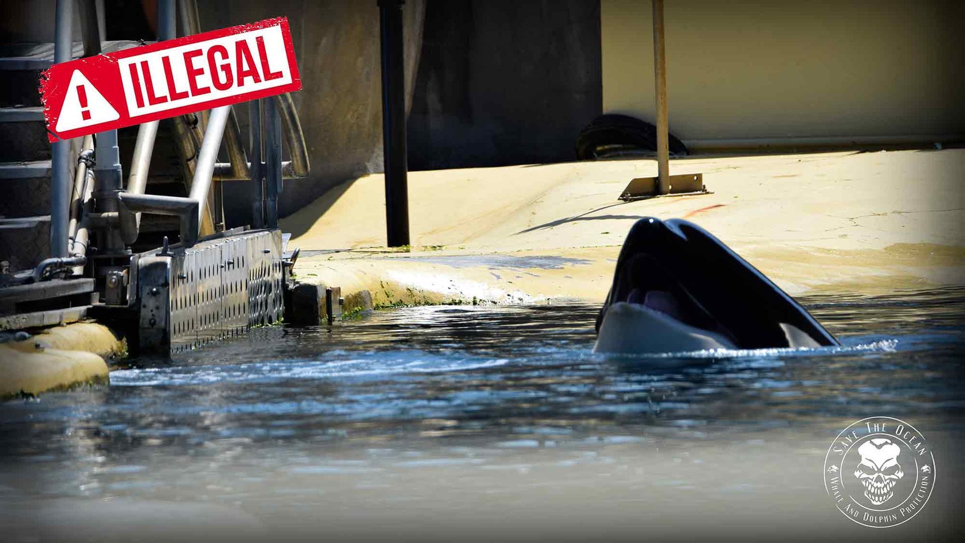 Save the Ocean, Jörn Kriebel, Wale, Orca, Beluga, Delfine, Delfinarium, Gefangenschaft, Wale Gefangenschaft, Orca Gefangenschaft, Delfine Gefangenschaft, Empty The Tanks, Dolphin Project, Ric Obarry, Blackfish, Captivity Whales & Dolphins, Orca Ula, Orca Orca Keto, Aquarium Mar del Plata