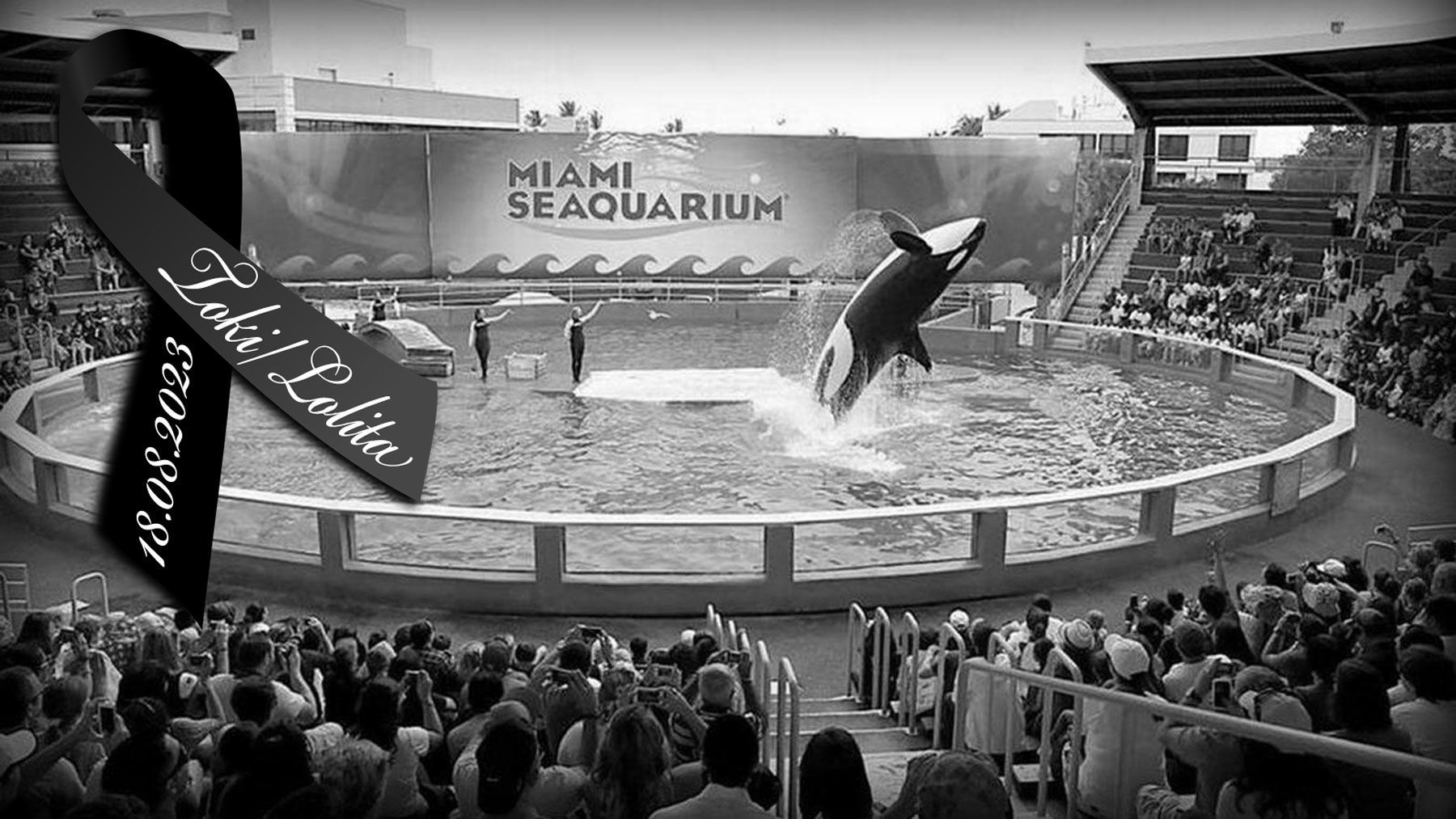 Save the Ocean, Jörn Kriebel, Wal, Orca, Beluga, Delfine, Delfinarium, Gefangenschaft, Wale Gefangenschaft, Empty The Tanks, Dolphin Project, Ric Obarry, Blackfish, Captivity Whales & Dolphins,  Orca Lolita