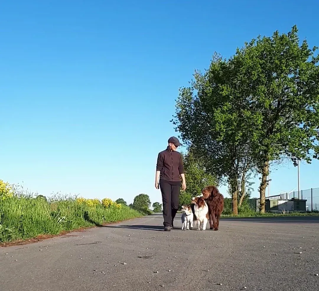 Coaching für Hundehalter