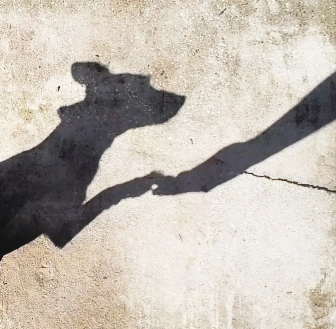 Freude lernen und zusammenwachsen in Ihrer Hundeschule in Dortmund