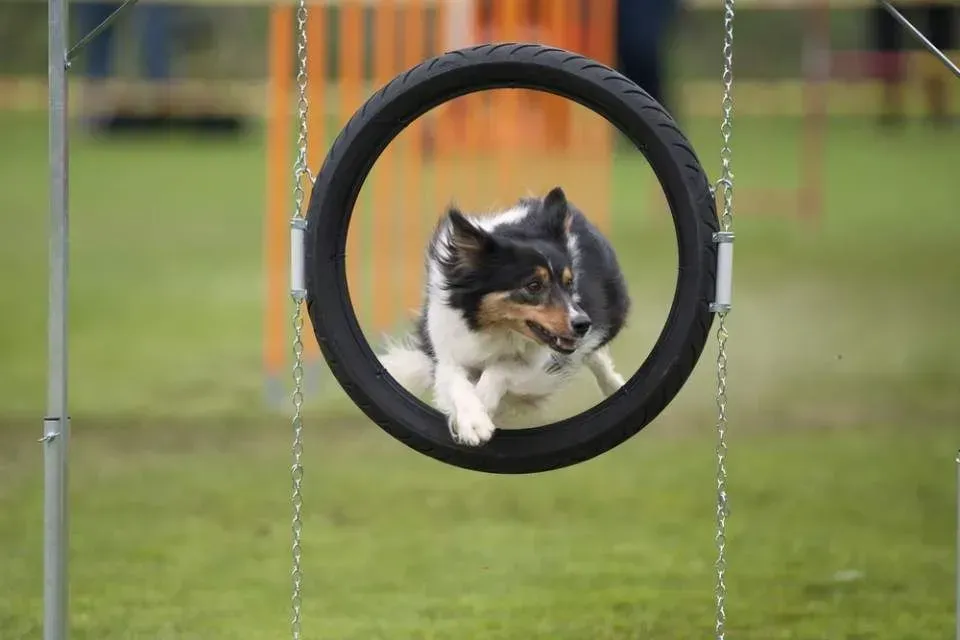 Hundeschule-Anja-Feldhoff-Uni4dogs