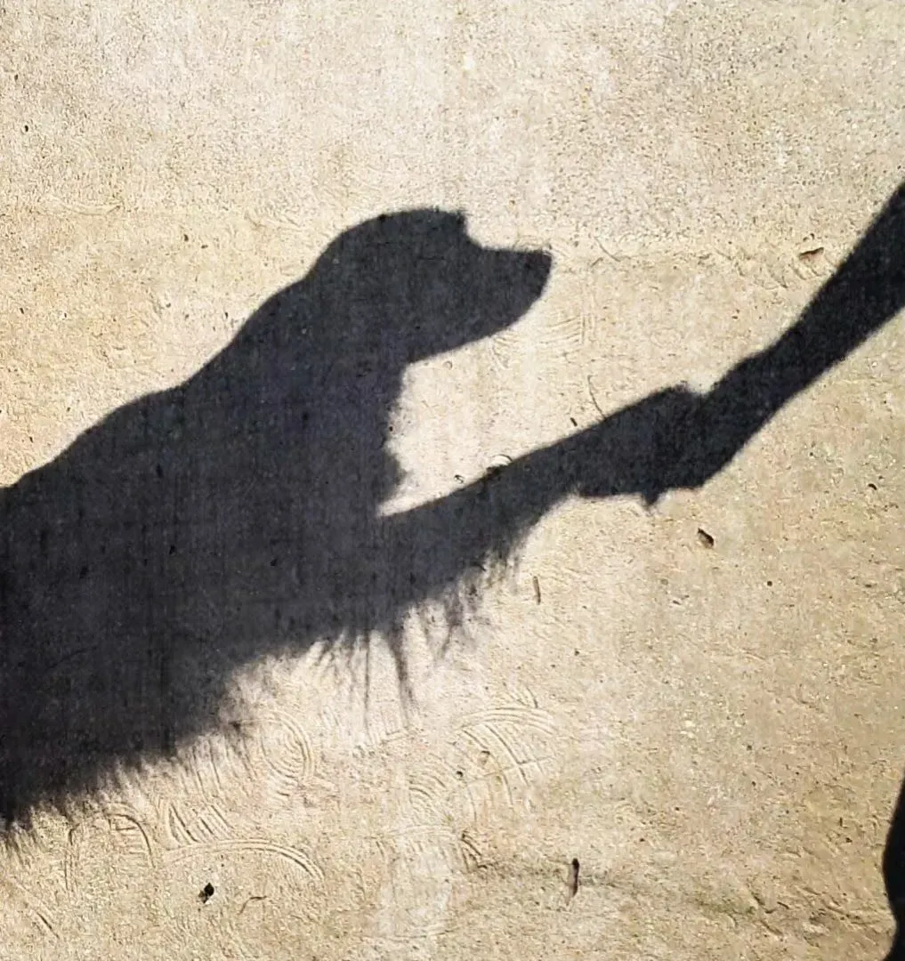 Hundetrainer Dortmund