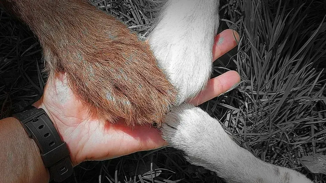 Hundeschule in Herne