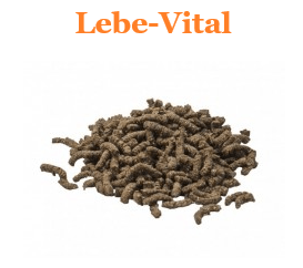 Pferd Pferde Lebe Vital Unterstützung Leberfunktion