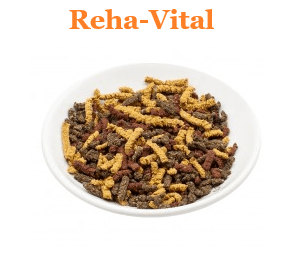 Pferd Pferde Reha Vital Unterstützung Rehabilitation nach Stresssituationen wie Trächtigkeit oder hohen Leistungsanforderungen