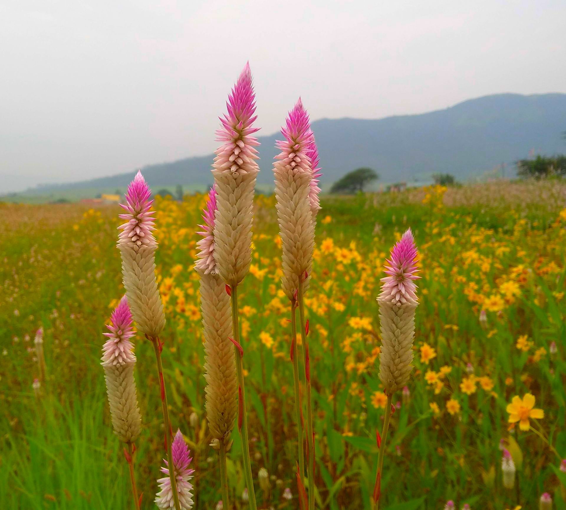 Bild Arjun Natarajan