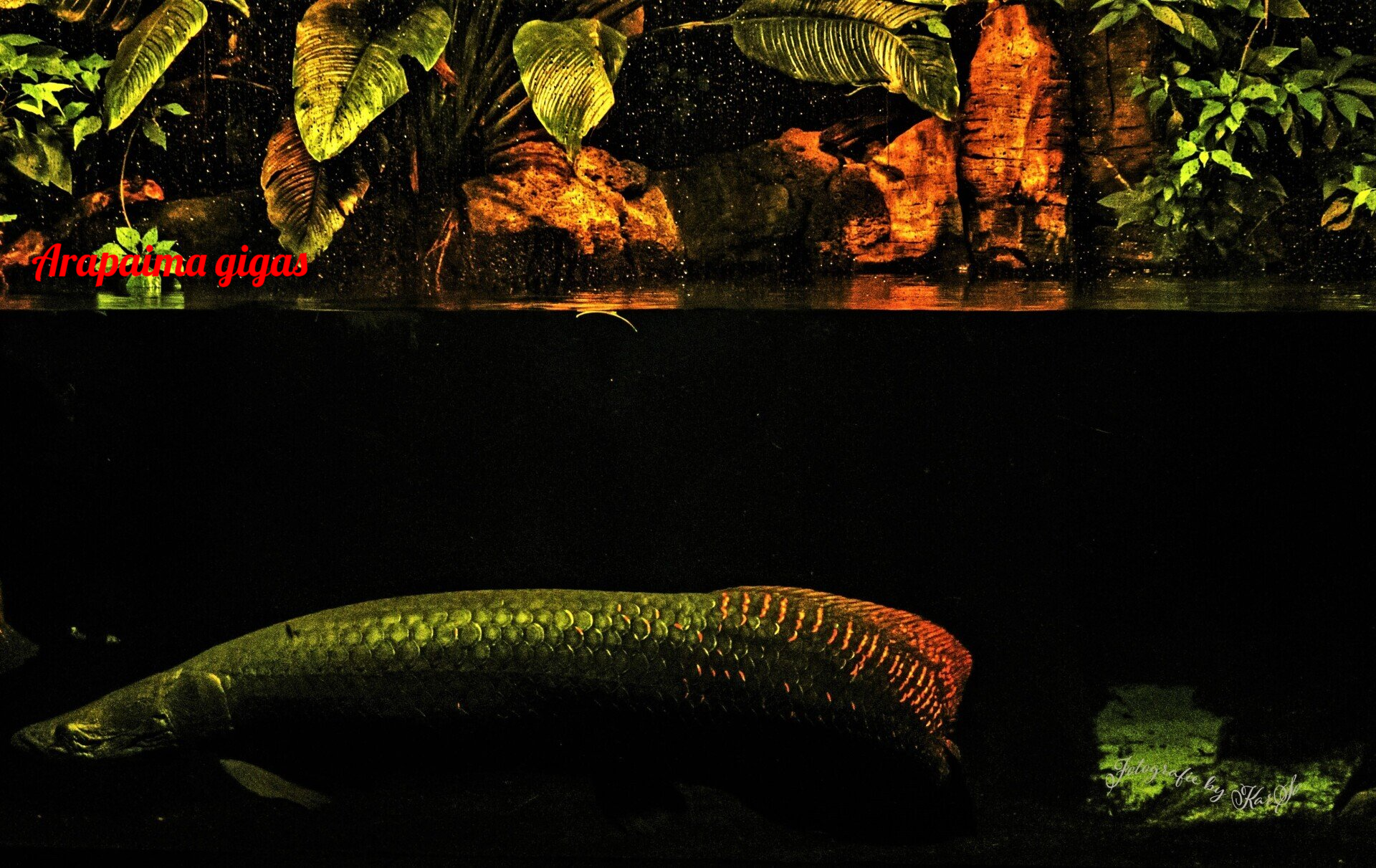 Arapaima gigas
