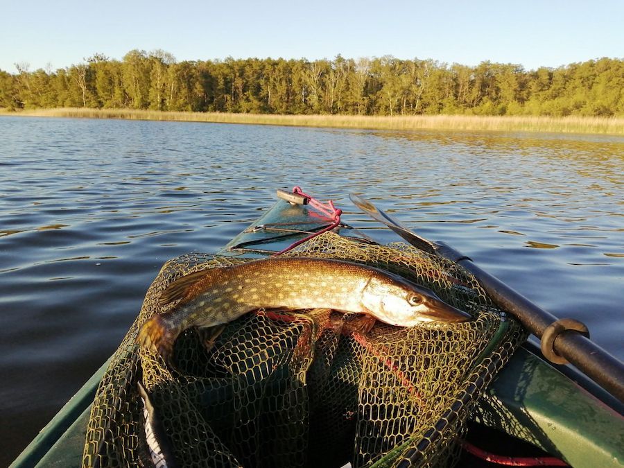 geangelter Hecht liegt vorne auf Kajak