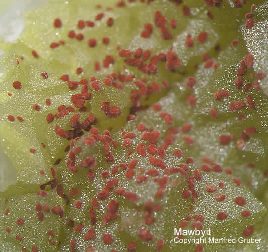 Grube Clara Mineralien Mawbyit Schwarzwald Hausach