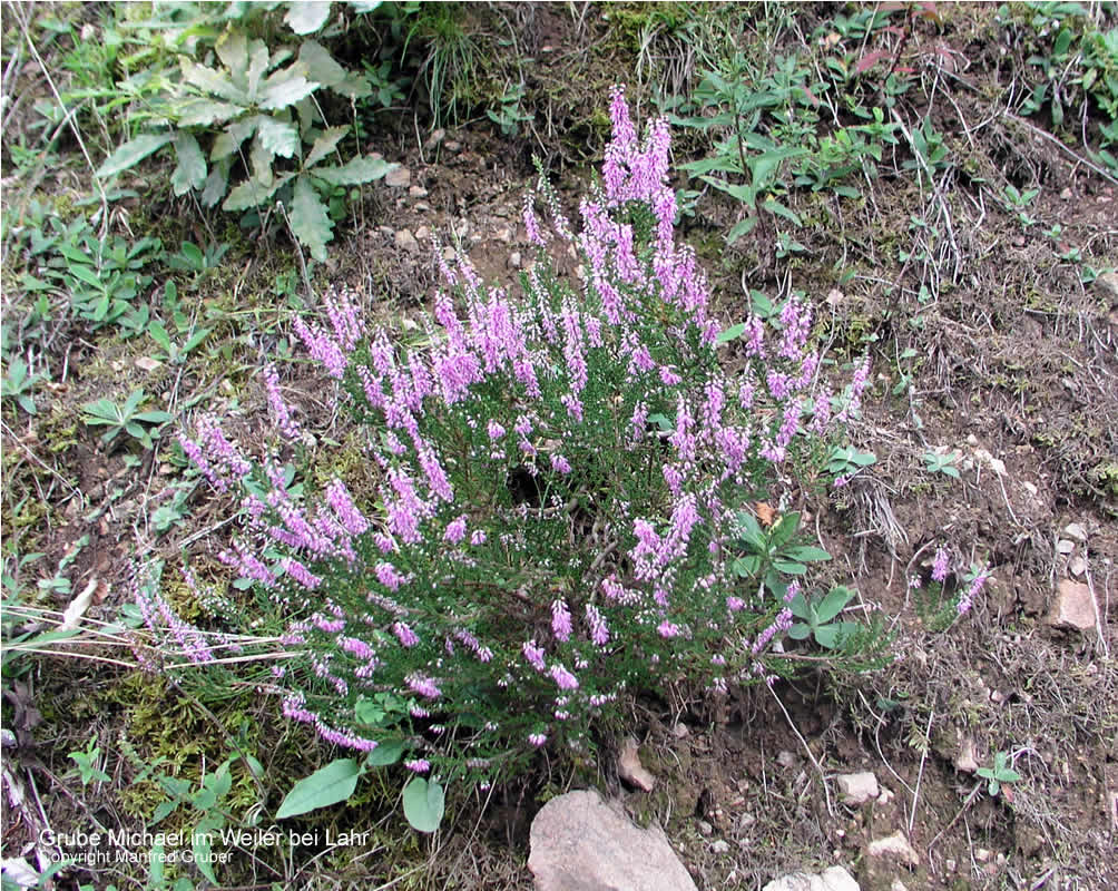 Fundstelle Grube Michael im Weiler bei Lahr