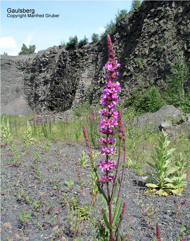Vogelberg Mineralien Gaulsberg