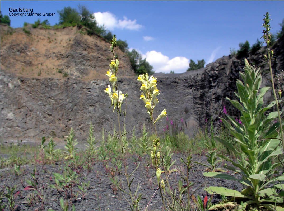 Vogelberg Mineralien Gaulsberg