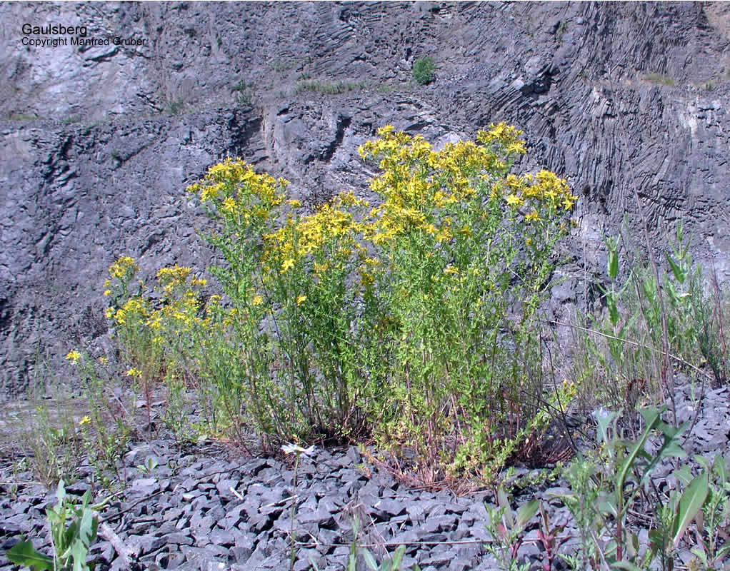 Vogelberg Mineralien Gaulsberg