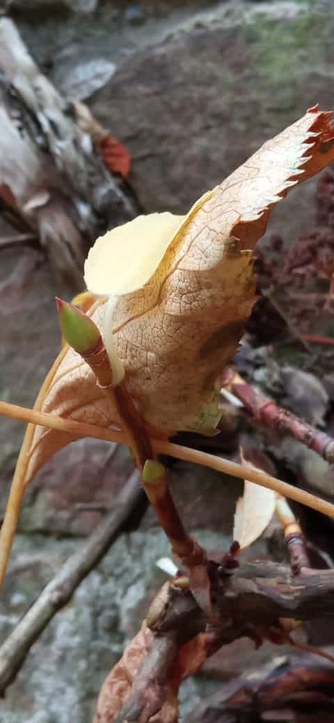 Kindergeburtstage feiern im Museum im Schloss Bad Pyrmont