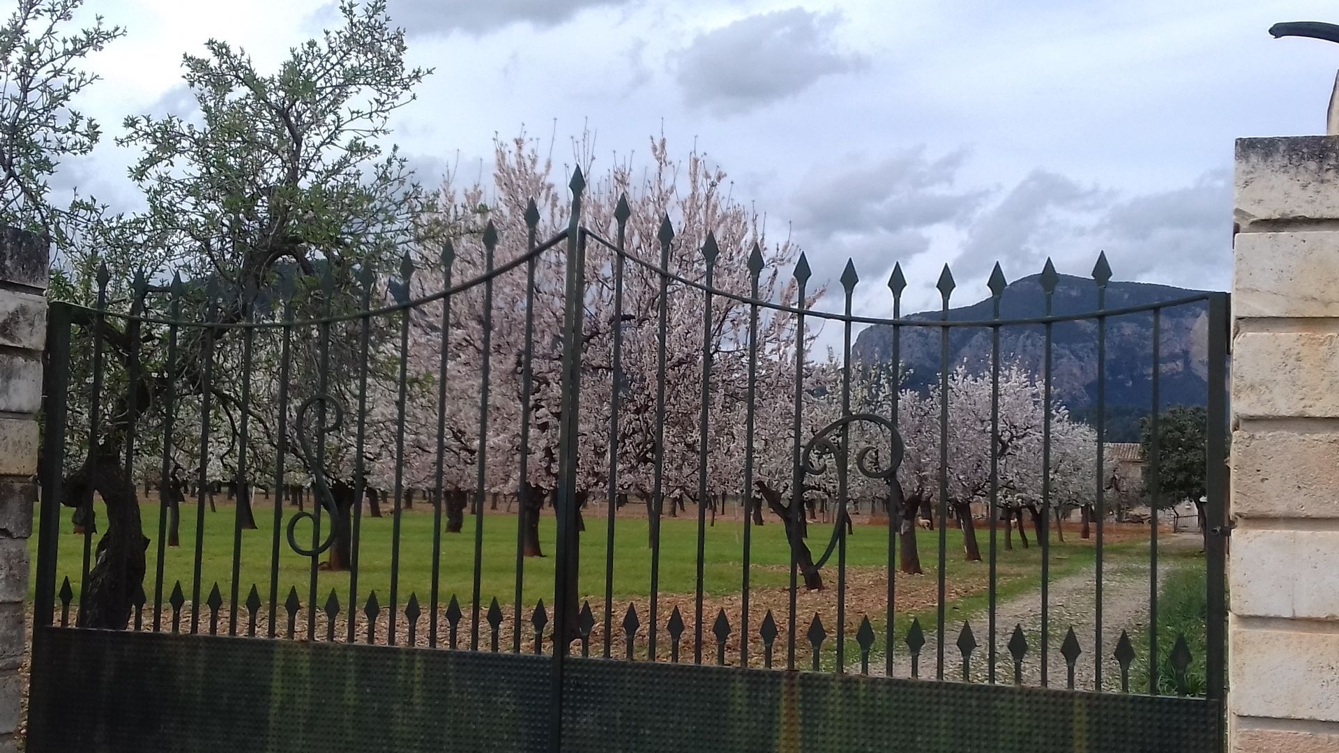 Mandelblüte hinter einem Tor
