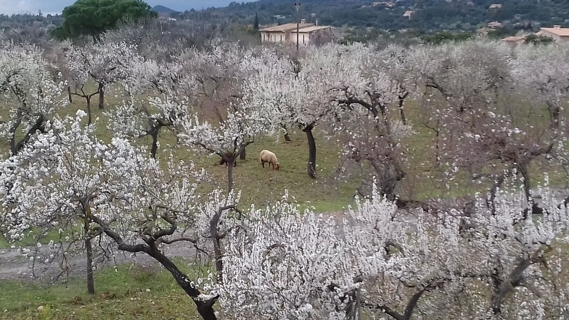 blühendes Mandelfeld auf Mallorca