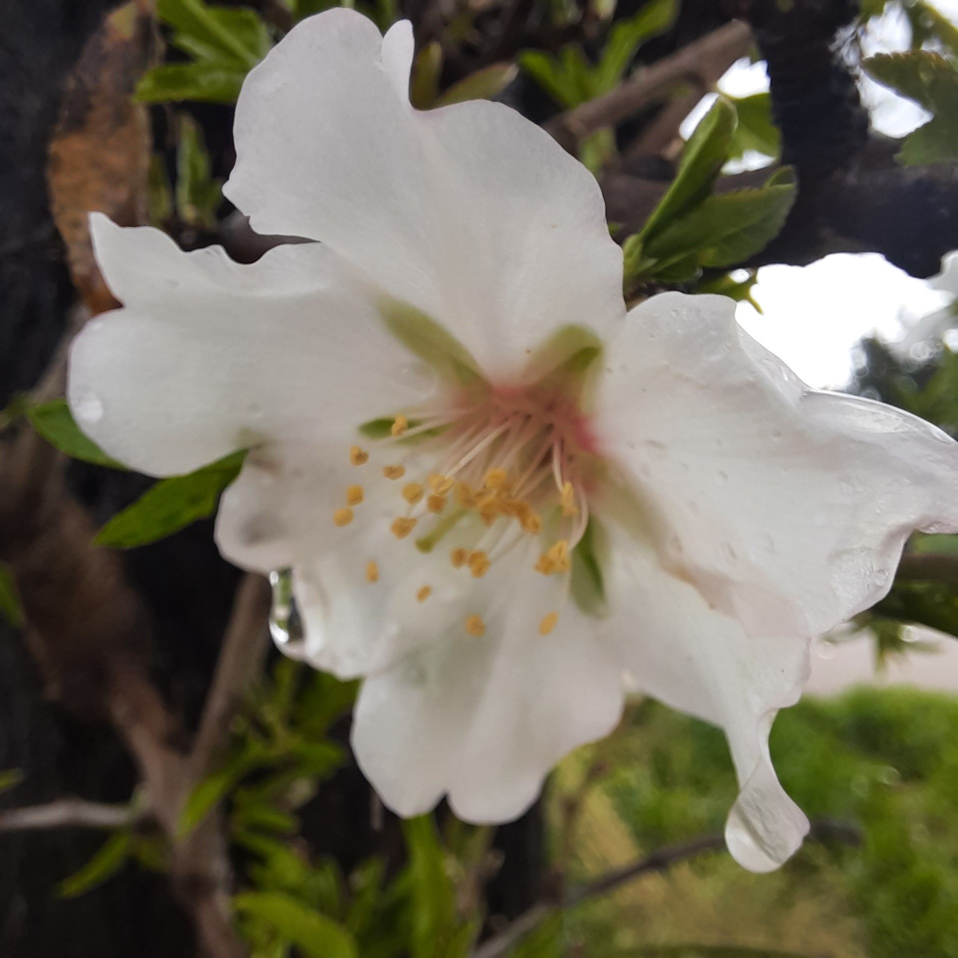 Mandelblüte im Regen