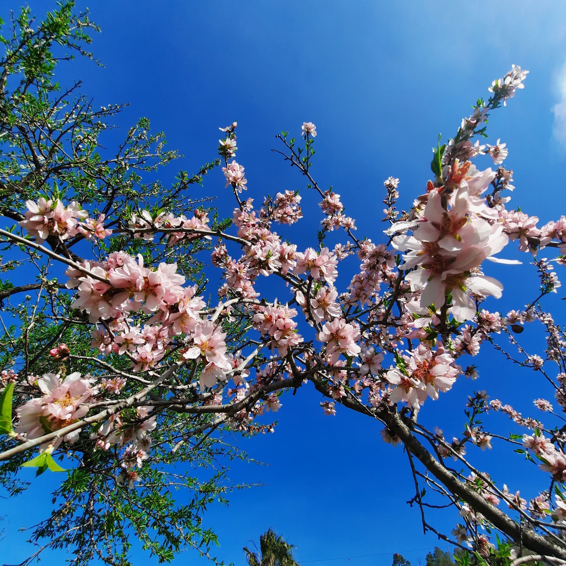 rosa Mandelblüte auf Mallorca