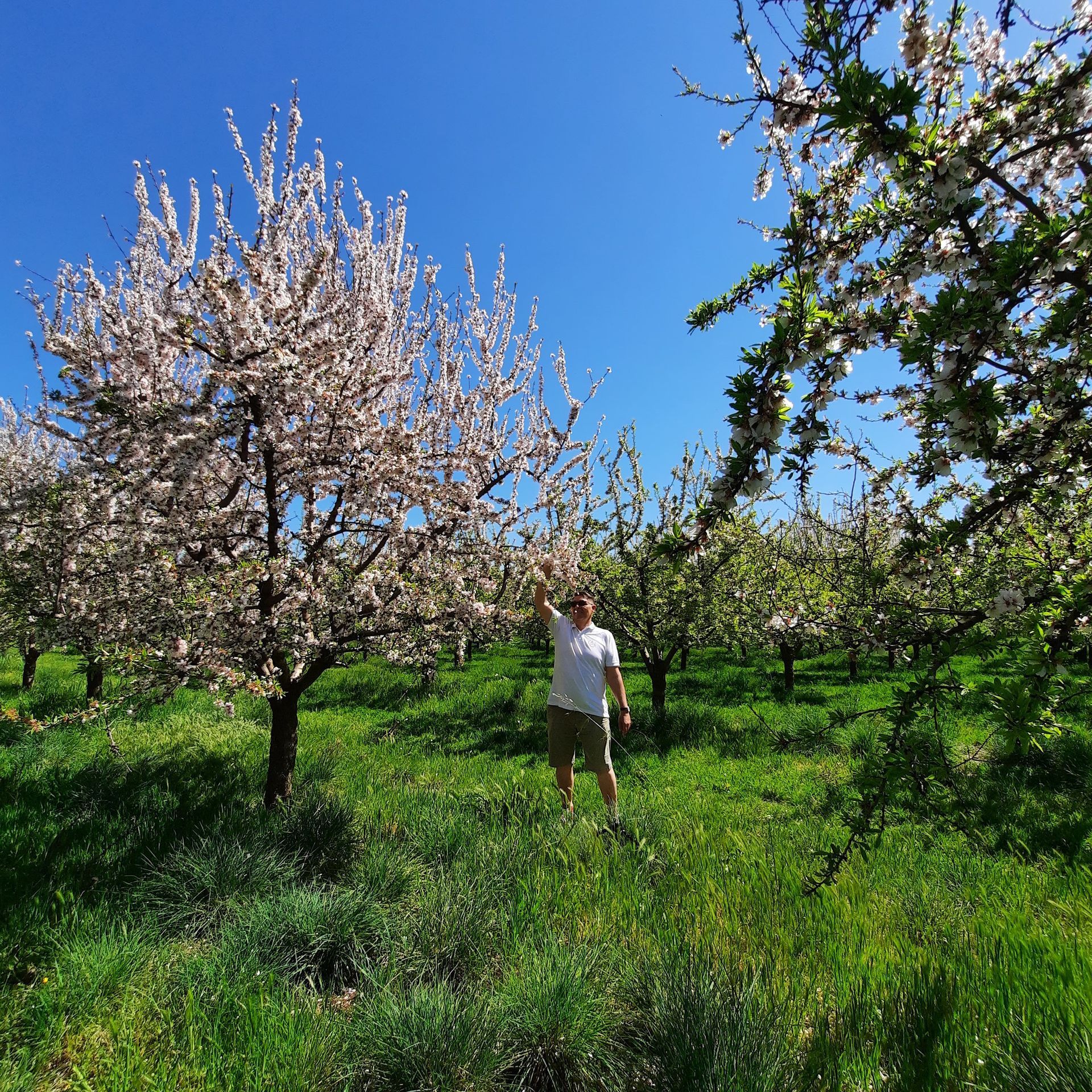 blühende Mandelbäume und Joe von Vinosenz mittdrin