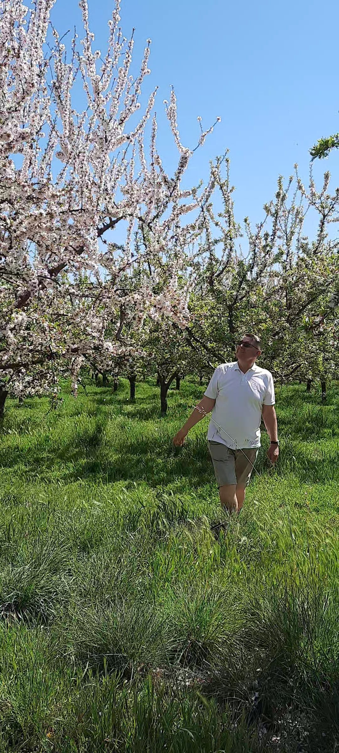 Joe Pommer inmitten von blühenden Mandelbäumen