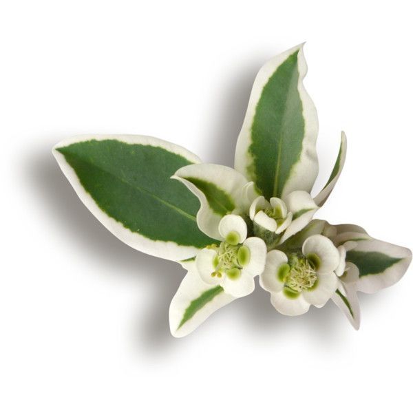 Skin & Beauty Wellness Lab