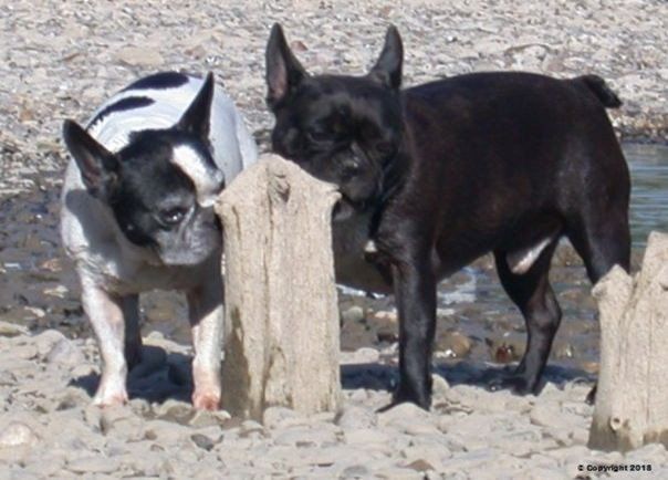 Marions Hundeschule Paula und Bates Marions Hundeschule Paula und Bates