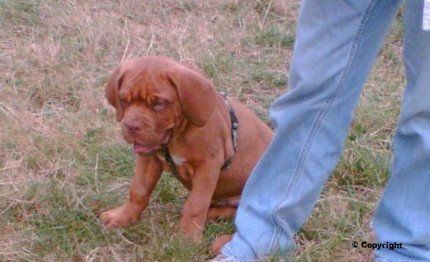 Marions Hundeschule Don Marions Hundeschule Don